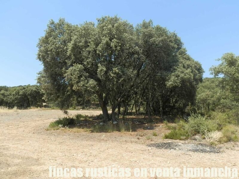 FINCA EN VENTA 118 HAS. RECREO CAZA A 140 KM. DE MADRID EN ALCOCER