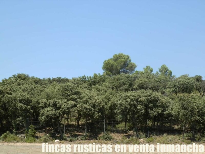 FINCA EN VENTA 118 HAS. RECREO CAZA A 140 KM. DE MADRID EN ALCOCER