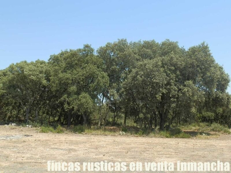FINCA EN VENTA 118 HAS. RECREO CAZA A 140 KM. DE MADRID EN ALCOCER