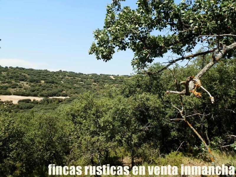 FINCA EN VENTA 118 HAS. RECREO CAZA A 140 KM. DE MADRID EN ALCOCER
